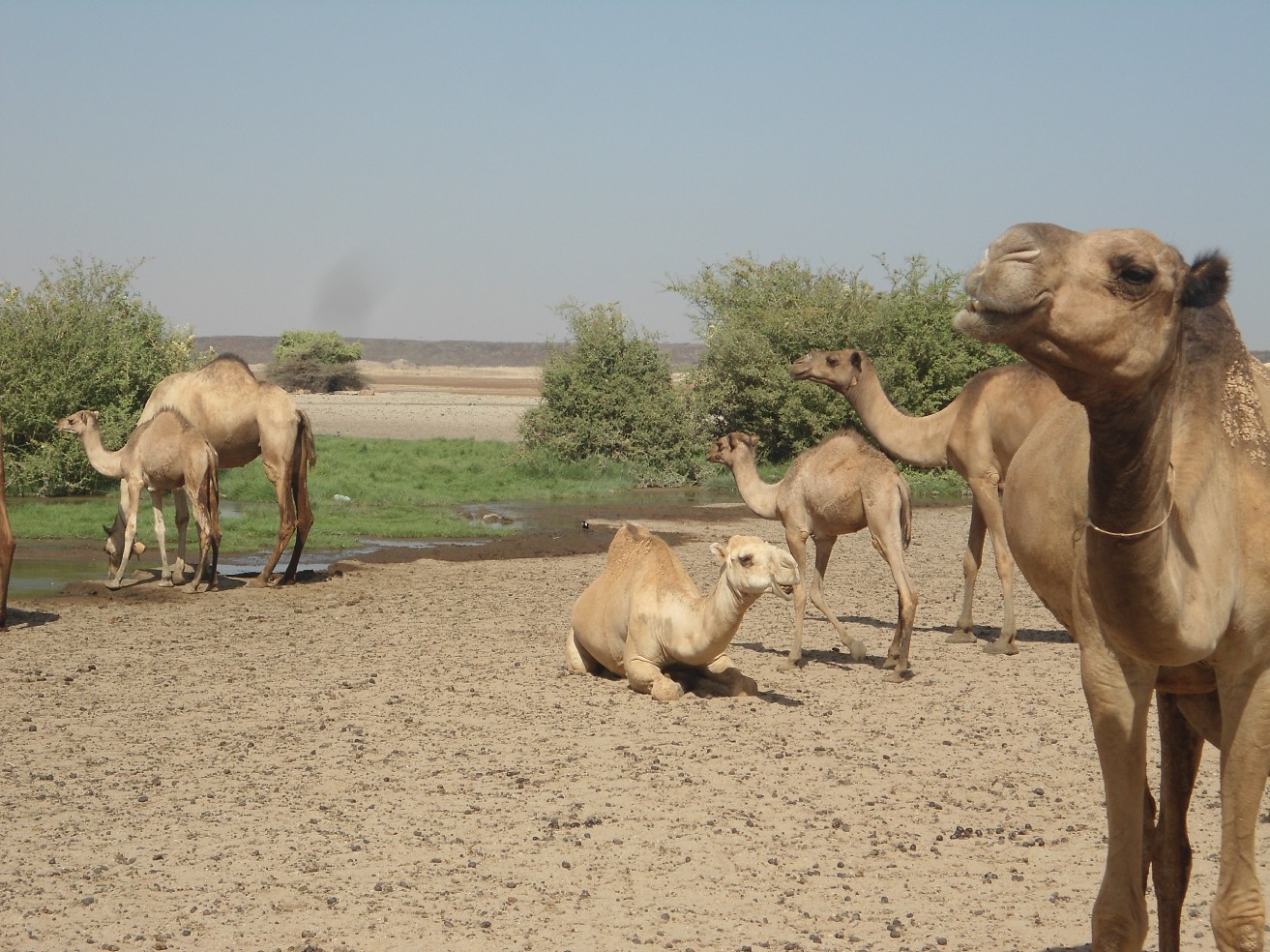 camels