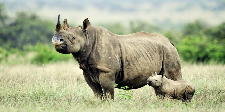 nairobi-national-park-half-day-guided-tour-from-nairobi