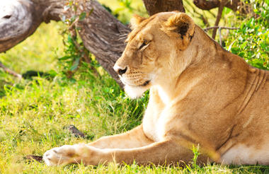 amboseli_national_park-istock-628922952