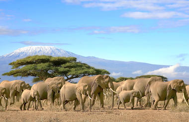 amboseli_national_park-istock-636871010