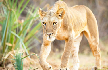 samburu_national_reserve_-stuports-_istock-12514192331